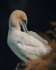 Gannet grooming on the coast