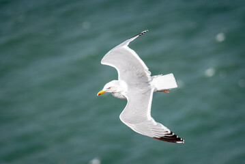 seagull in flight by the sea