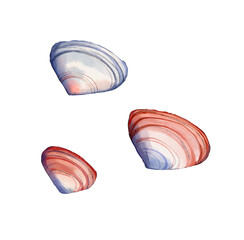 Seashell watercolor sea illustration isolated on white background