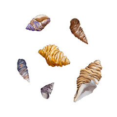 set of shells