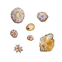 Seashell watercolor sea illustration isolated on white background