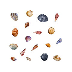 Seashell watercolor sea illustration isolated on white background