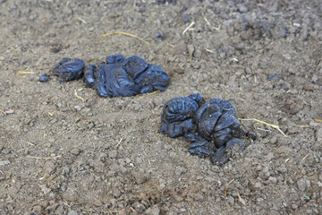 fresh Cow dung on the ground . Cow dung is used as manure in agriculture.