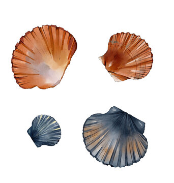 set of seashells