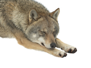 sleeping Gray Wolf on snow isolated on white background