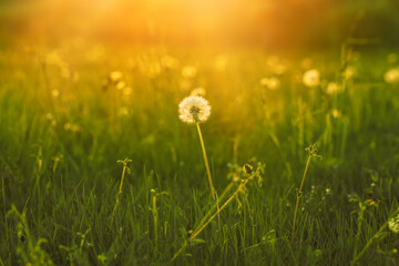Obraz premium Fluffy dandelion in the evening sun.High quality photo.