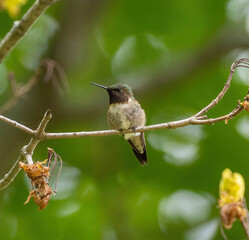 Male Ruby-throated hummingbird
