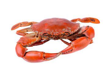 Sea crab isolated on transparent png