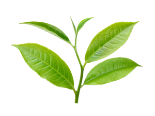 Tea leaves isolated on transparent png
