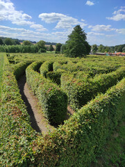 labyrinth made out of trees