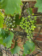 bunch of grapes on vine