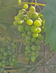 bunch of ripe grapes in the garden