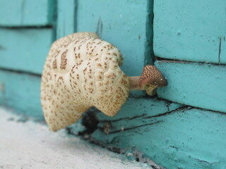 Mushroom Fresh And Beautiful