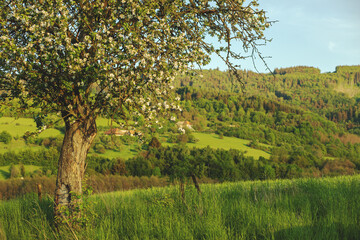 Fototapeta na wymiar Blossomed tree in the evening sun.Hilly landscape in background.