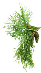 Spruce Christmas decor. Spruce with cones, isolated. Christmas winter composition. Forest. Nature. Alternative medicine.