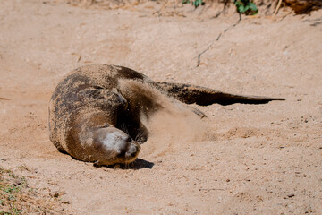 Full body portrait of a giant otter wallowing on the sand