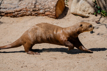 Fototapeta premium Adult giant otter running happily in the sand