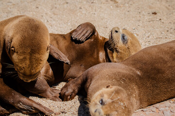 Group of young giant otters resting on the sand