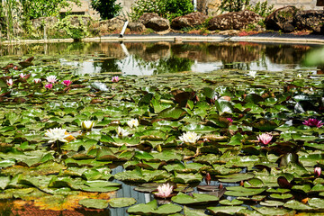 Small water lily pond with a dense carpet of water lilies in foreground and out of focus background, selective focus on front area