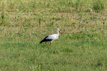 Obraz na płótnie Canvas The storks in the green meadow. 