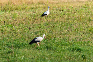 Obraz na płótnie Canvas The storks in the green meadow. 