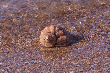 sea wave washing seashell at coast