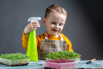Child watering watercress salad in eggshells, caring for plants. Microgreens, healthy food.