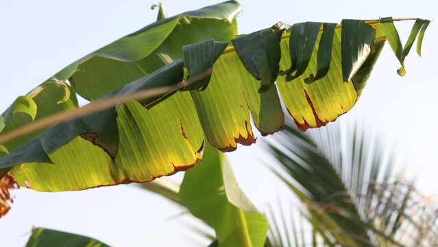 selective focus on subject, Blur background. Banana tree and huge green leaves. also coconut tree and coconut leaves shows.Green tropical banana leaves against blue sky in the wind blowing.