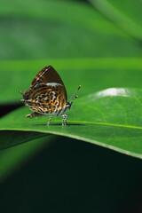 monkey puzzle butterfly (rathinda amor) sitting on a leaf, tropical rainforest in india