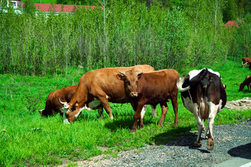 Cows and bulls graze on a green meadow. A grazing herd of animals horses, goats on a green field. Scott in the summer. For milk production. close-up. animal husbandry on the farm