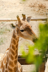 Naklejka premium giraffe in the zoo