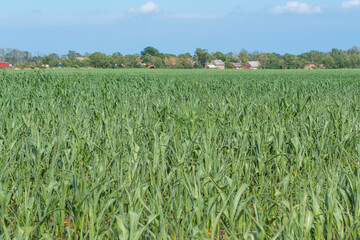 Field of corn