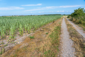 Fototapeta na wymiar Path through the corn field