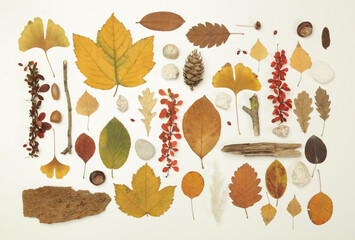Autumn elements collection. Autumn seasonal composition with various elements: leaves, twigs, bark, cones, chestnut and stones. Design elemets isoated on white background.
