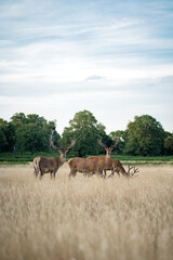 Deer's in a field