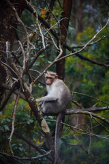 Monkey in the tree