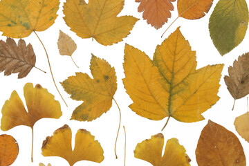Collection of beautiful various dried autumn leaves isolated on white background	