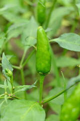 closeup the ripe green chilly with leaves and plant growing in the farm soft focus natural green brown background.