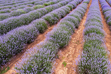 ?he exciting landscape of endless lavender rows. Aerial view from a drone