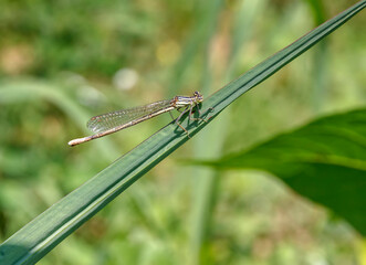 A cute dragonfly sitting on a leaf