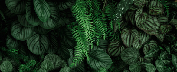 Naklejka na ściany i meble Group background of dark green tropical leaves ( monstera, palm, coconut leaf, fern, palm leaf,bananaleaf) Panorama background. concept of natu