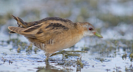 Little Crake (Porzana parva), Greece