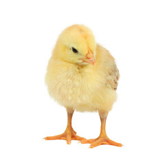 Little yellow chicken on a white background.