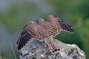 Juvenile Kestrel (Falco tinnunculus), Greece