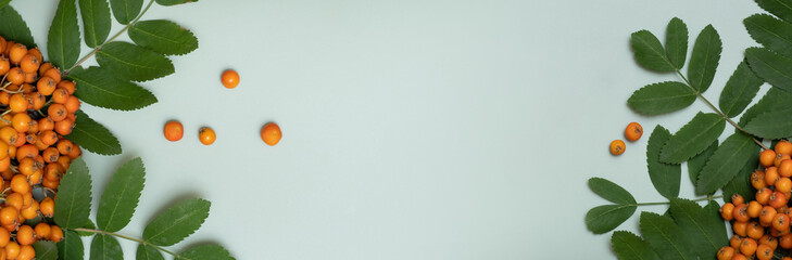 Autumn composition with rowan berries and leaves top view on pastel green background composition with copy space