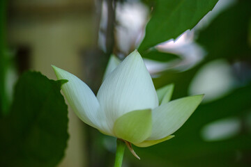 Obraz premium 東京赤坂氷川神社の手水舎に飾られた蓮の花