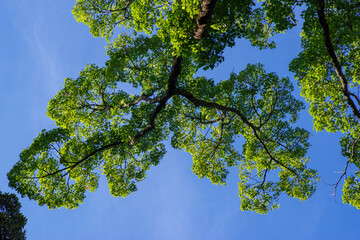 赤坂氷川神社の境内で空を仰ぐ