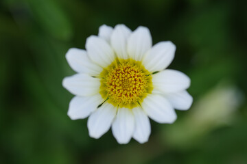 Obraz premium 東京六本木4丁目の街に咲く宿根ガザニア ‘ソフトクリーム’