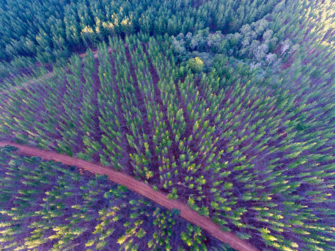 aerial view of pine forest with gravel road and a pocket of blue gums