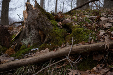Moss Surrounding Stump of Fallen Tree in Autumn